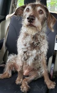Cosmo, a fuzzy brown dog, sitting up in the backseat of a vehicle, looking just above the camera.